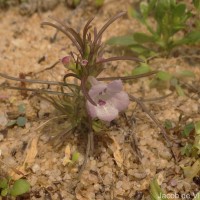 Parasopubia delphiniifolia (L.) H.-P.Hofm. & Eb.Fisch.